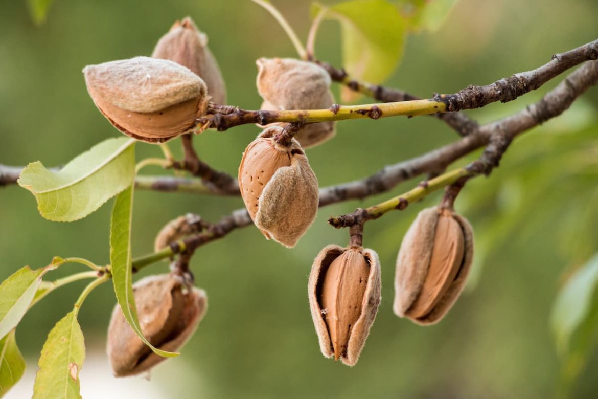 بادام درختی سوغات کجاست