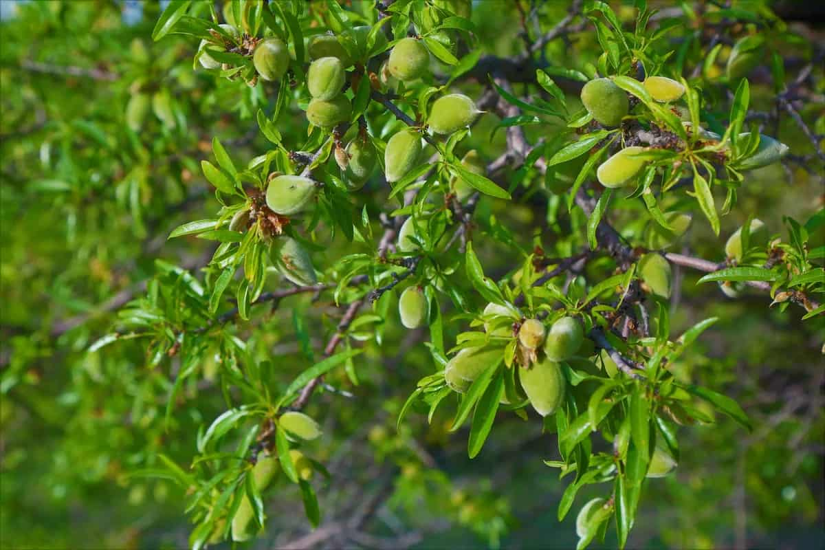 بادام درختی شاهرودی