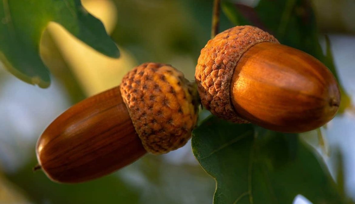 خواص بلوط مازو خوراکی جنگلی و درمان باورنکردنی آن برای زنان