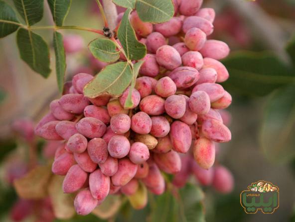 خواص پسته برای زنان و مهم ترین خواص آن برای رحم که نمی دانید